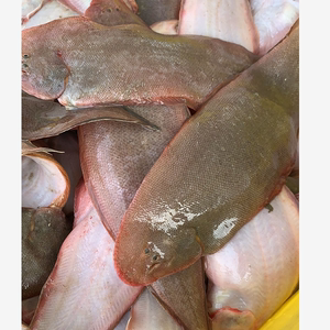 吕四本港野生龙利鱼/半滑舌鳎/舌头鱼/板鱼 一条350-450克冷冻