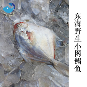 【海王】东海鲜活海鲜 海捕鲳鱼 白鲳鱼 平鱼 1斤约10条 小个开海
