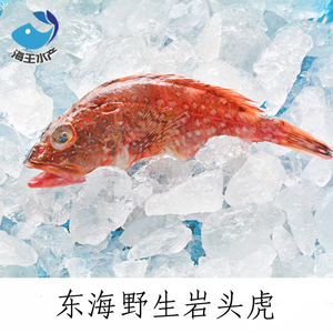 【海王】东海鲜活海鲜 虎头鱼岩头虎小石斑鱼石九公 1斤7-9条 大