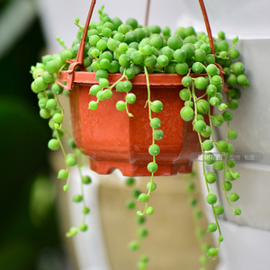 暖树花田佛珠情人泪爱之蔓心叶垂藤蔓室内阳台多肉吊兰植物小盆栽