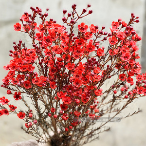 澳洲腊梅玄关38节礼红黄蓝白粉紫春节喜庆生活鲜切水插花北京包邮