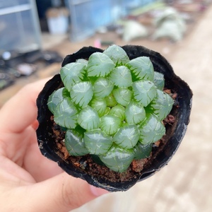 多肉植物 冰灯玉露  3-4厘米【满20元发货】