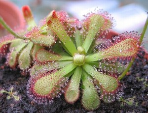 食虫植物 维纳斯茅膏菜 驱蚊趣味 捕虫堇 猪笼草