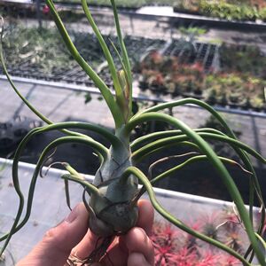 空气凤梨章鱼  大章鱼 懒人无土植物绿植盆栽花卉吸甲醛净化空气