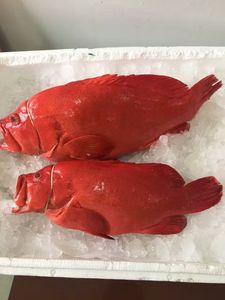 海产之物语深海冰鲜鱼红瓜子斑鱼红九棘鲈红石斑鱼海鲜火锅食材