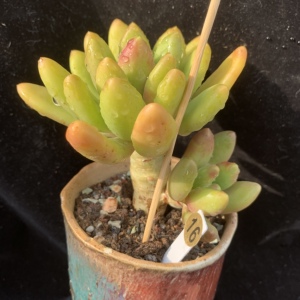 一物一拍精品控养多肉群生老桩金蝉美人芒果奶自然无砍