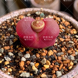 精品多肉肉锥毛汉尼毛汗尼码哈尼水蜜桃蟠桃红宝石吕氏超级柿饼