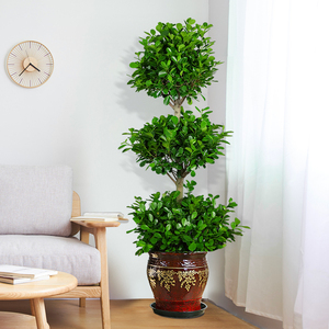 三层金钱榕树摇钱树室内办公室容易观叶植物开业乔迁送礼除甲醛