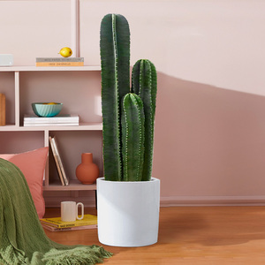 量天尺仙人掌盆栽龙骨仙人柱室内植物大型绿植客厅办公室多肉好养