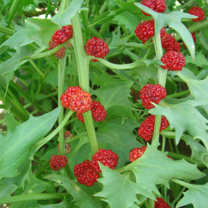 吉祥果种子 观果种籽小红果观赏期长春季夏季秋季室内阳台盆栽