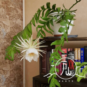 孔雀昆布 [selenicereus chrysocardium] 昙花室内