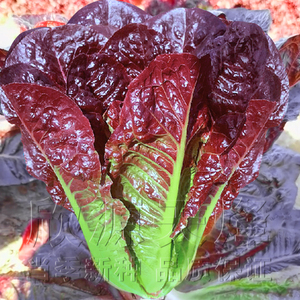 紫罗马生菜种子沙拉孔雀菜种籽春秋季四季播阳台盆栽庭院蔬菜种孑