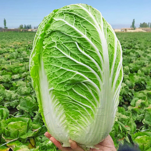 夏阳大白菜种籽耐热抗寒春秋季高产菜园阳台盆栽四季播蔬菜种孑子