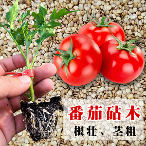 番茄嫁接砧木种籽树苗抗病西瓜茄子种孑苗辣椒黄瓜西红柿增产日本