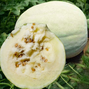 白皮白瓤西瓜种子大棚春季秋季庭院特色三白西瓜白瓤白皮水果种子