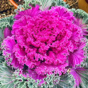 羽衣甘蓝种子日本四季春季秋季播盆栽阳台食用观赏蔬菜种籽孑粉色