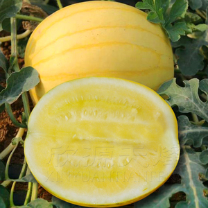 黄皮黄肉瓤西瓜种籽春季夏秋季高产盆栽吊蔓特甜礼品小西瓜种孑子