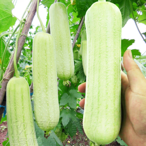 白皮丝瓜种子春夏季四季庭院阳台爬藤香玉白肉丝瓜籽菜瓜蔬菜种孑