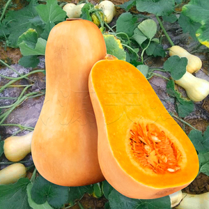 奶油南瓜种子皮薄肉厚牛奶味庭院阳台盆栽春季四季蔬菜种孑菜种籽