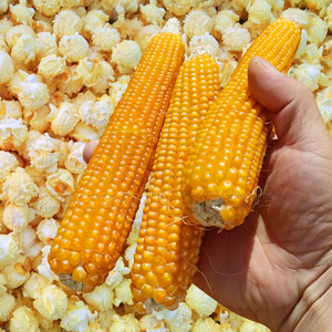 爆米花玉米种