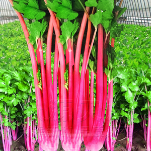 红芹菜种籽紫西芹彩芹四季夏季耐热玻璃脆大田特菜蔬菜孑可食用