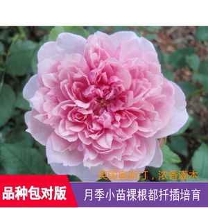 【修女伊丽莎白sister elizabeth】红叶月季庭院阳台花园绿植盆栽