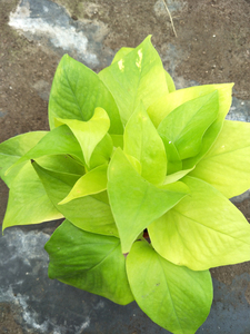 金叶葛 黄绿萝 叶子黄色 净化空气推荐优质绿植室内植物