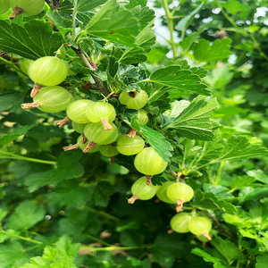 灯笼果 东北新鲜醋栗酸梅开胃水果绿酸子粒1斤500g孕妇果多省包邮