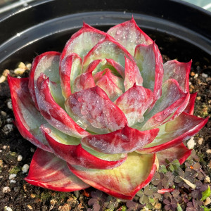 无肉不欢 惊鸿仙子卡西乌斯锦卡西欧赤锦 一物一拍多肉 1227