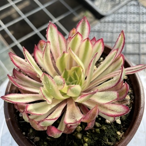 无肉不欢 一物一拍 仙墨法师  多肉植物 03.07-2