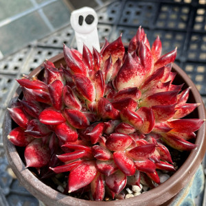 无肉不欢 一物一拍 拉糖拉糖缀化 多肉植物 03.03-1
