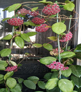 兰花支架 花支柱 园艺架子 爬藤架 花盆支架 球兰支架 爬藤 支架