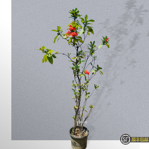 小叶龙船花盆景室内绿植四季开花老桩造型植物庭院阳台好养发顺丰