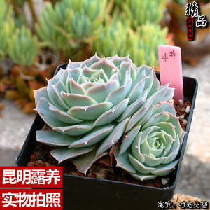 露养精品多肉植物 蓝丝绒皱叶月影一物一拍时光无迹图片