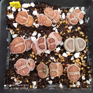 608人付款淘宝蝴蝶勋章大窗番杏科精品肉锥安贞稀有贵货生石花超萌