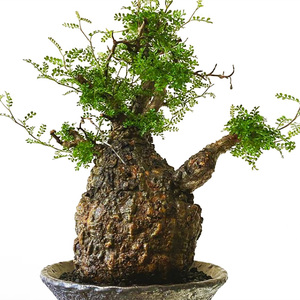 稀有名贵盆景植物进口象足漆树operculicarya pachypus一物一拍