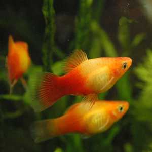 观赏鱼活体月光金牡丹淡水观赏鱼草缸群游鱼新疆观赏鱼