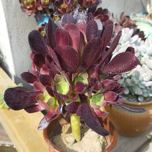 梅花珀迪欧版紫羊绒法师老桩周正一圈侧头老桩欧紫欧版紫羊绒实拍