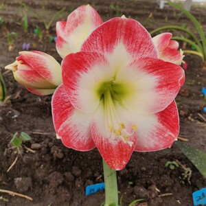 朱顶红 烈焰红唇 保证对版 阳台 庭院种植花卉