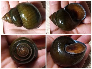 【中华田螺】中华田螺品牌,价格 - 阿里巴巴