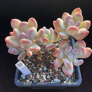 三日月美人多肉