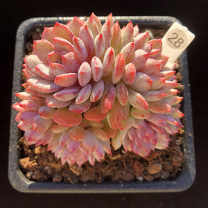 鲁宾 多肉植物一物一拍粉透糖心整群无砍好养 新品特价【心姑娘】