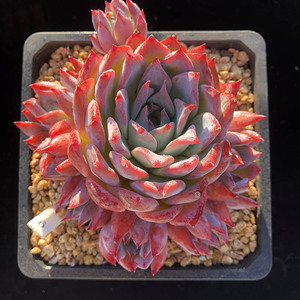 布兰迪多肉植物冬云暗纹玫红色整群无砍自然粗桩一物一拍