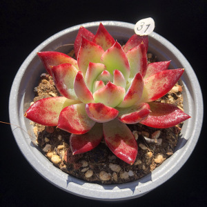 拉糖 多肉植物 韩货控养血斑美肉 一物一拍10月19日新【心姑娘】