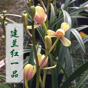 建兰四季兰八大铭品 红一品 兰花苗 盆花花卉盆栽农场直销
