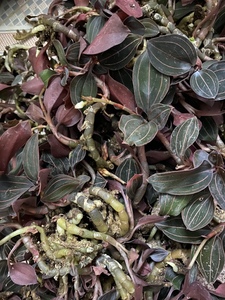 海南金线莲石蚕石上藕山朱邦真金草 深山鲜品500g 正宗精品