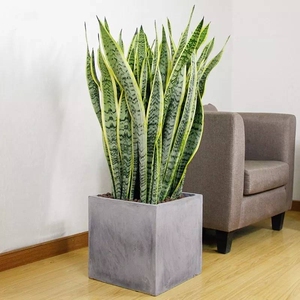 虎皮兰盆栽同城