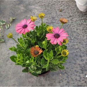 【南非万寿菊苗】南非万寿菊苗品牌,价格 - 阿里巴巴