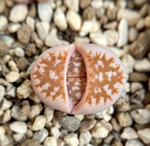 00出口益智玩具淘宝5年岛田c63b黄金线生石花母本屁股花室内阳台