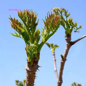 002人付款淘宝长白山野菜刺五加叶嫩芽东北坎拐棒子老虎潦新鲜山菜